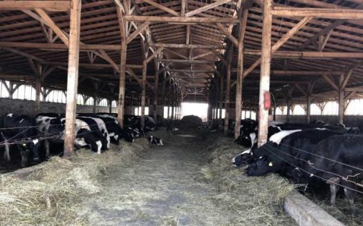 Ferma vaci cu teren 26400 mp in Pomi jud. Satu Mare