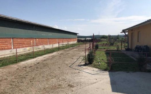 Ferma vaci cu teren 26400 mp in Pomi jud. Satu Mare